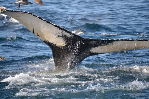 PRIVATE Whale Watching Tour - Up To 11 People In Your Group - New South Wales Tourism  2
