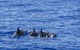 PRIVATE Whale Watching Tour - Up To 11 People In Your Group - thumb 3