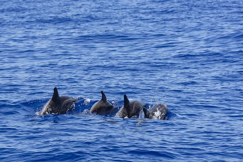 PRIVATE Whale Watching Tour - Up To 11 People In Your Group - New South Wales Tourism  3