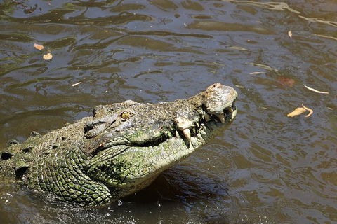 Virtual Interactive Australian Wildlife Tour With Private Guide-Wildlife Habitat - New South Wales Tourism  2