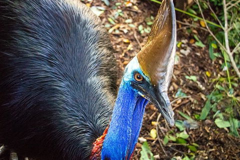 Virtual Interactive Australian Wildlife Tour With Private Guide-Wildlife Habitat - New South Wales Tourism  5