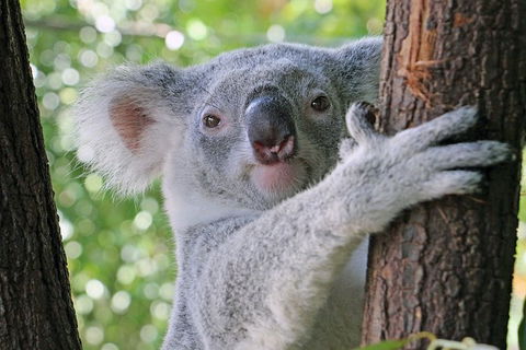 Virtual Interactive Australian Wildlife Tour With Private Guide-Wildlife Habitat - New South Wales Tourism  0