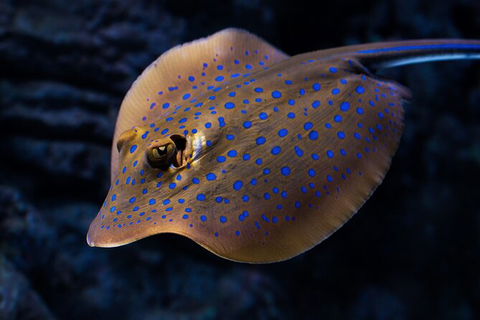 Cairns Aquarium Tour By Twilight With Drink And Appetiser - New South Wales Tourism  5