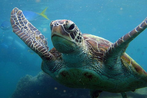 2 Night Whitsunday Islands Cruise On Atlantic Clipper From Airlie Beach - New South Wales Tourism  6
