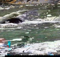 Kangaroo Island Ocean Safari - Snorkeling Safari - New South Wales Tourism 