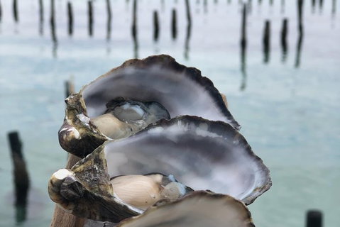 Coffin Bay Oysters, Ocean & Nature Tour - New South Wales Tourism  6