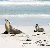 Kangaroo Island Personal Group Tours - New South Wales Tourism 