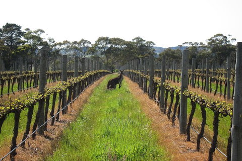 Structured Wine Tasting And Platter - New South Wales Tourism  1