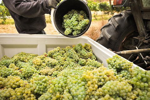 Adelaide Hills Wineries & Hahndorf - New South Wales Tourism  0