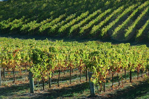 Adelaide Hills Wineries & Hahndorf - New South Wales Tourism  10