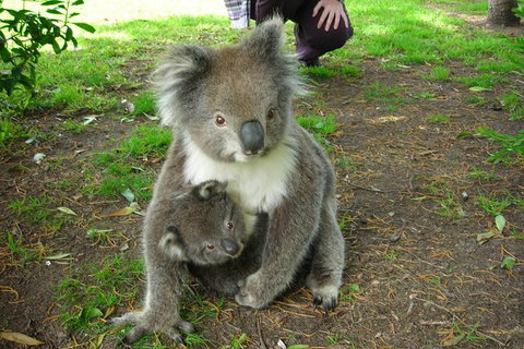 3-Day Private Adelaide To Melbourne Tour - New South Wales Tourism  4