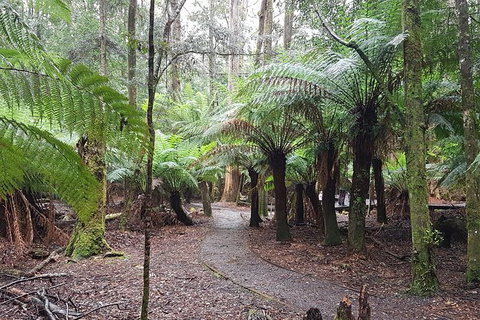 Cruise Ship Excursion: Stanley - New South Wales Tourism  5