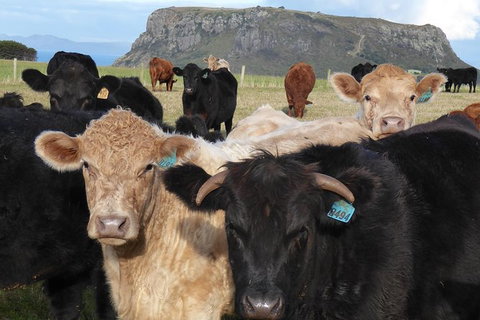 Cruise Ship Excursion: Stanley - New South Wales Tourism  1