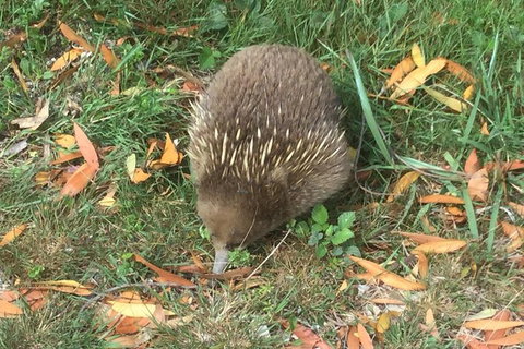 Cruise Ship Excursion: Stanley - New South Wales Tourism  4