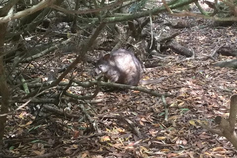 Cruise Ship Excursion: Stanley - New South Wales Tourism  13