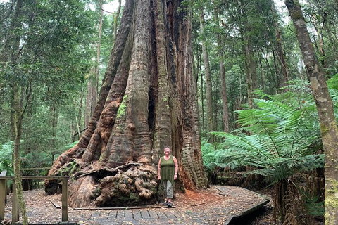 Cruise Ship Excursion: Stanley - New South Wales Tourism  20