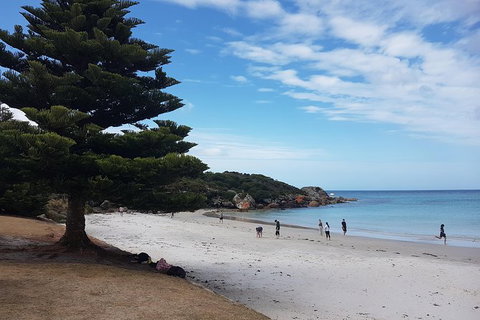 Cruise Ship Excursion: Stanley - New South Wales Tourism  21