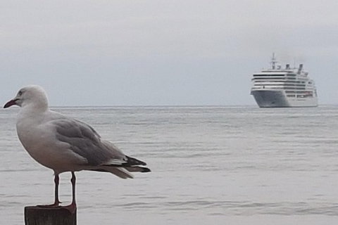 Cruise Ship Excursion: Stanley - New South Wales Tourism  9