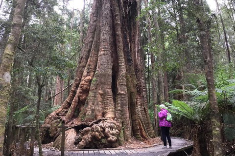 Cruise Ship Excursion: Stanley - New South Wales Tourism  11