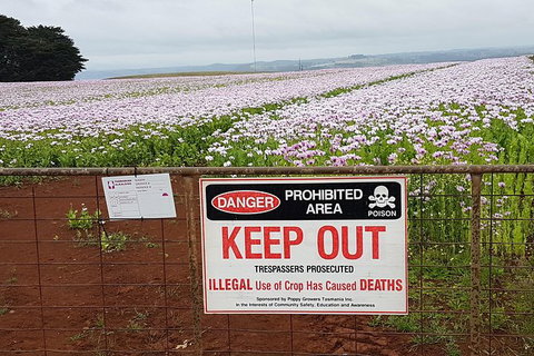 Cruise Ship Excursion: Stanley - New South Wales Tourism  23