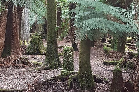 Cruise Ship Excursion: Stanley - New South Wales Tourism  8