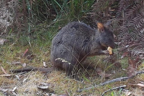 Cruise Ship Excursion: NW Tassie Coastal Explorer - New South Wales Tourism  5
