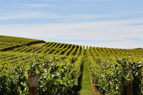 Launceston Wine & Sightseeing Tours - New South Wales Tourism  3