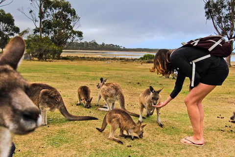 4-Day Fabulous Tasmania Tour: Wineglass Bay, Port Arthur, Devils & Bruny Island - New South Wales Tourism  5