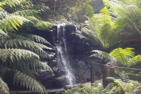 Mt. Wellington Morning Hike + Afternoon Beer & History Walk - New South Wales Tourism  16