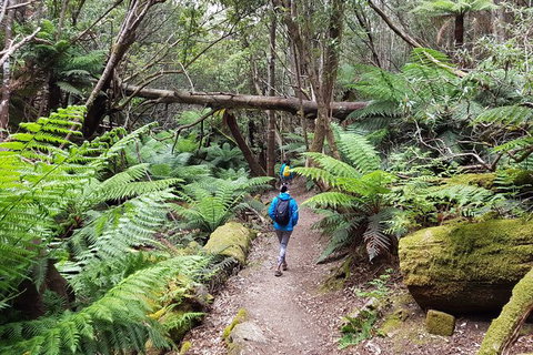 Mt. Wellington Morning Hike + Afternoon Beer & History Walk - New South Wales Tourism  7
