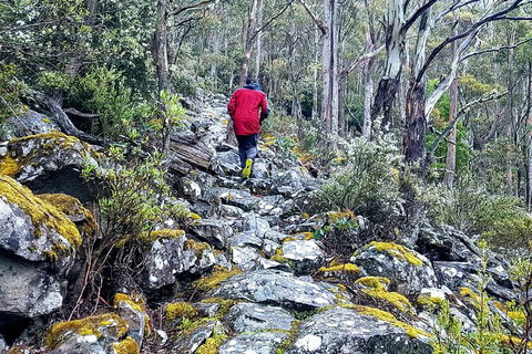 Mt. Wellington Morning Hike + Afternoon Beer & History Walk - New South Wales Tourism  8