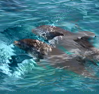 3-Hour Dolphin and Seal Sightseeing Cruise Mornington Peninsula - New South Wales Tourism 