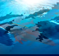 3 hour Dolphin and Seal Swim NOV-APR - New South Wales Tourism 