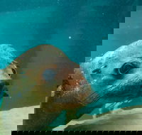 Dolphin and Seal Swim Reef Snorkel Boat Tour Mornington Peninsula - New South Wales Tourism 
