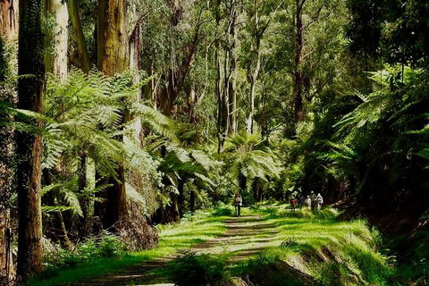 Aqueduct And Rail Trail Self-Guided Bike Tour In Warburton - New South Wales Tourism  1