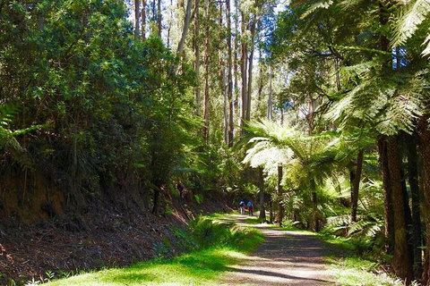 Half-Day Biking Activity From Aqueduct To California Redwoods - New South Wales Tourism  2