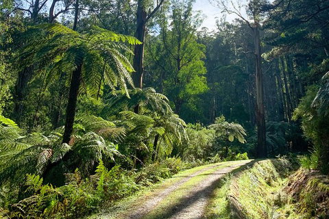 Half-Day Biking Activity From Aqueduct To California Redwoods - New South Wales Tourism  1
