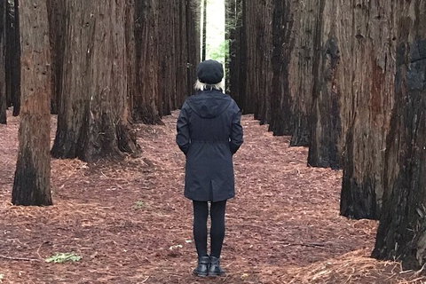 Half-Day Biking Activity From Aqueduct To California Redwoods - New South Wales Tourism  0