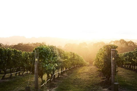 Mornington Peninsula 2-6 Guests Lunch Rare Hare Or Merricks General Wine Store - New South Wales Tourism  2