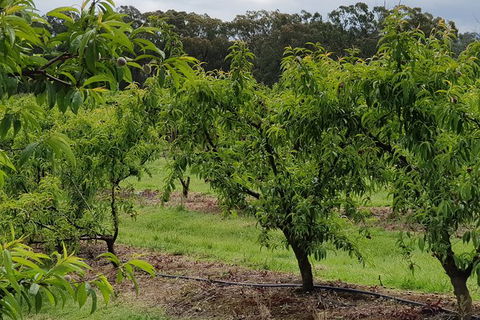 Yarra Valley Wineries And Rayners Orchard Tour From Melbourne - New South Wales Tourism  27