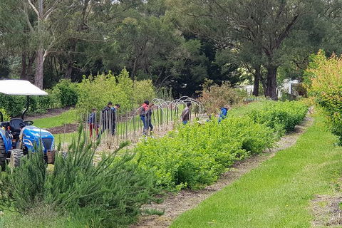 Yarra Valley Wineries And Rayners Orchard Tour From Melbourne - New South Wales Tourism  3