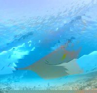 Marine Eco Safari - Swim with Manta Rays - New South Wales Tourism 