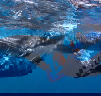 Whale Shark Safari - New South Wales Tourism 