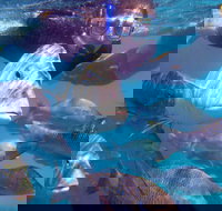 Coral Bay 2-Hour Coral Viewing and Snorkeling - New South Wales Tourism 