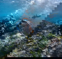 Ningaloo Adventure and Manta Ray Tour - New South Wales Tourism 