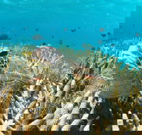 Coral Bay 3-Hour Turtle Ecotour - New South Wales Tourism 