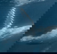 Humpback Whale Safari - New South Wales Tourism 