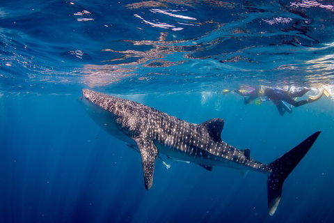 Life On Ningaloo Swimming Tour In Exmouth - New South Wales Tourism  2