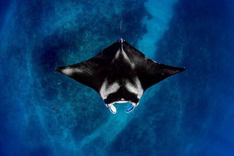 Life On Ningaloo Swimming Tour In Exmouth - New South Wales Tourism  3