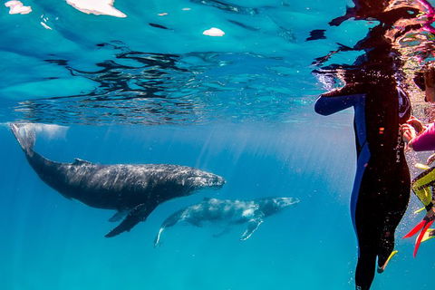 Life On Ningaloo Swimming Tour In Exmouth - New South Wales Tourism  0